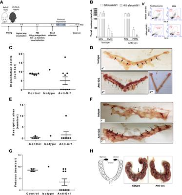 Neutrophil depletion in the pre-implantation phase impairs pregnancy index, placenta and fetus development